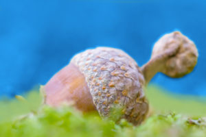 closeup of an acorn